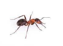 exterminateur de fourmis