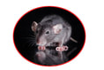 exterminateur de souris