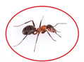 exterminateur de fourmis
